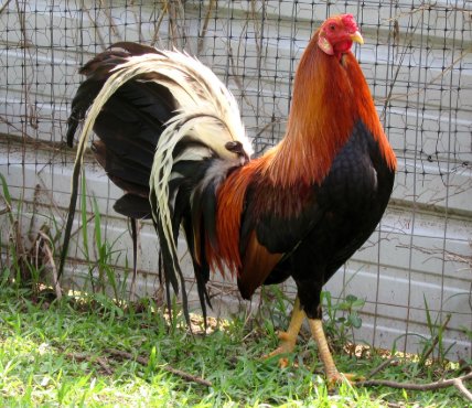 Gamefowl Bloodlines That Win Fights