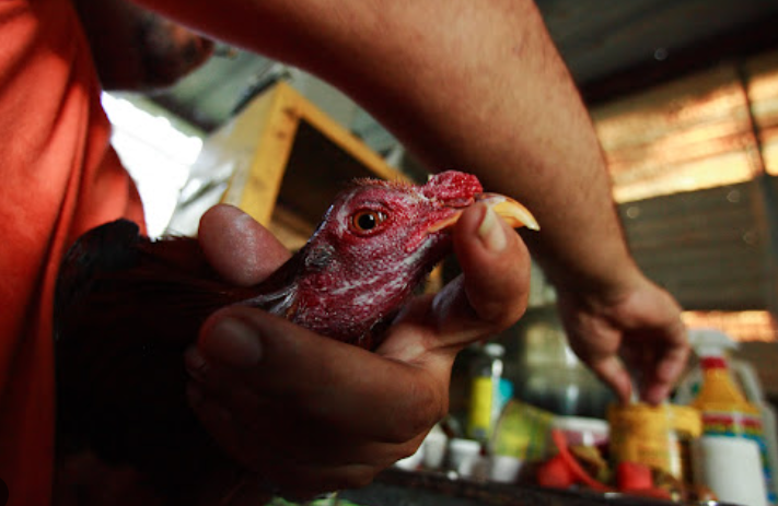 Gamefowl After a Fight
