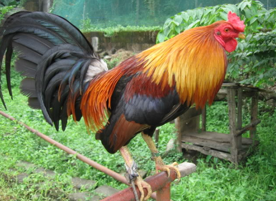 Gamefowl Bloodlines That Win Fights