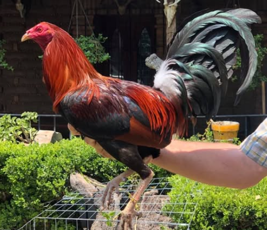 Gamefowl Bloodlines That Win Fights