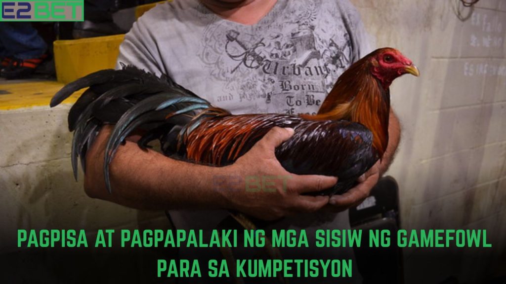 Pagpisa at Pagpapalaki ng mga Sisiw