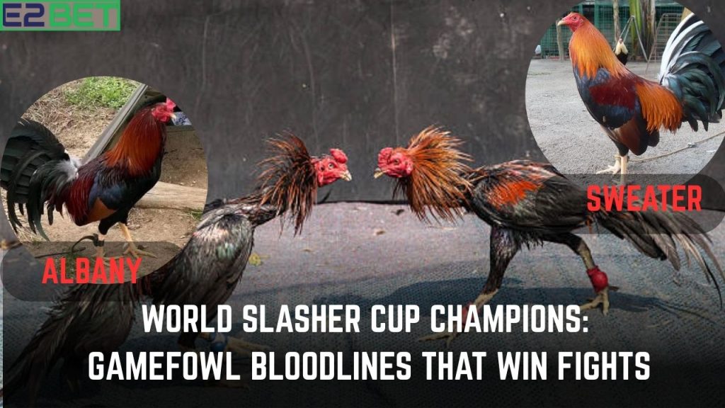 Gamefowl Bloodlines That Win Fights