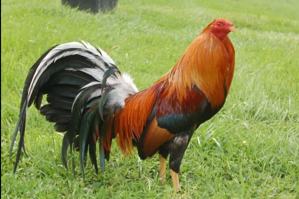 Gamefowl Bloodlines That Win Fights