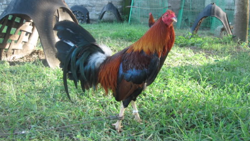 Gamefowl Bloodlines That Win Fights