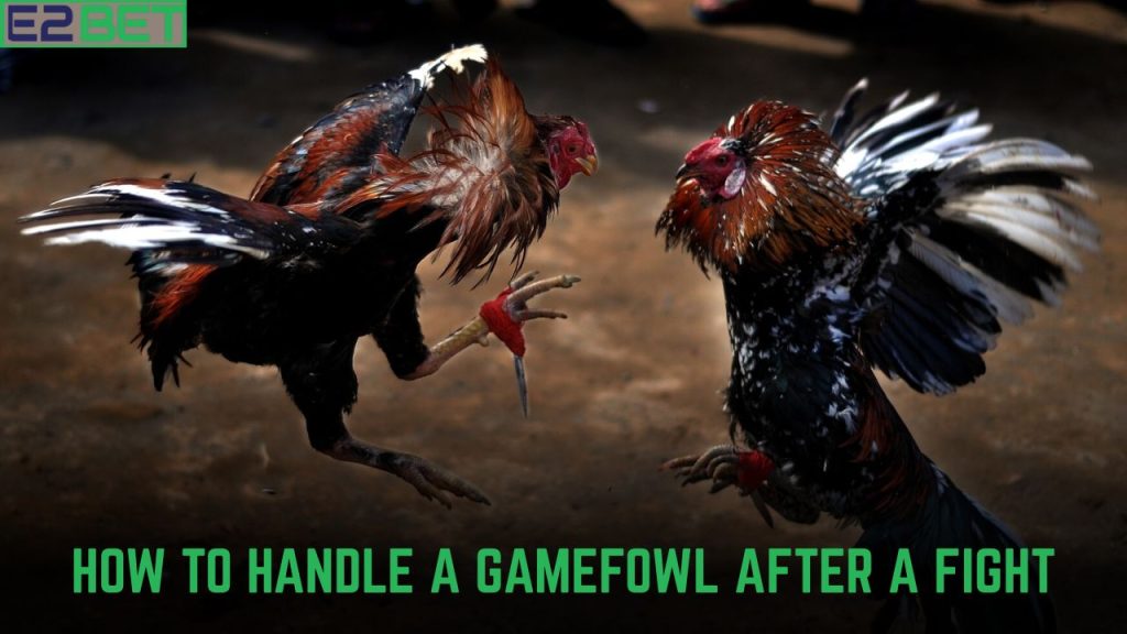 Gamefowl After a Fight