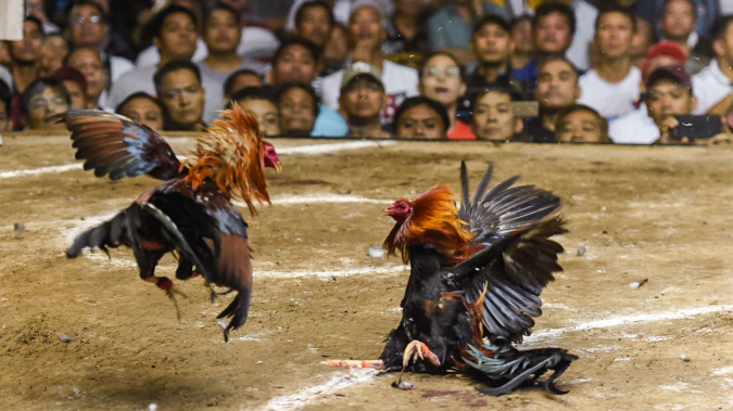 Cockfighting in the Philippines