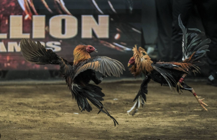 Cockfighting in the Philippines