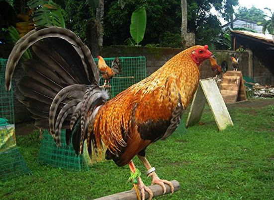 Gamefowl After a Fight