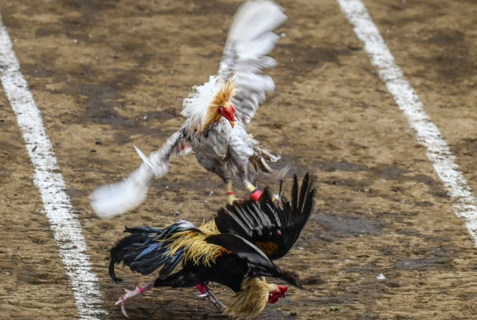 Cockfighting in the Philippines