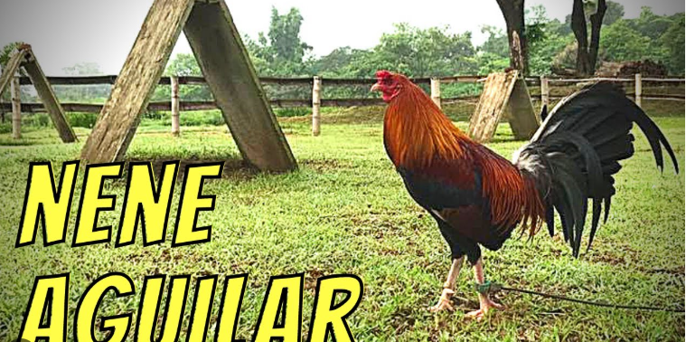 Highest-Earning Gamefowl Farms