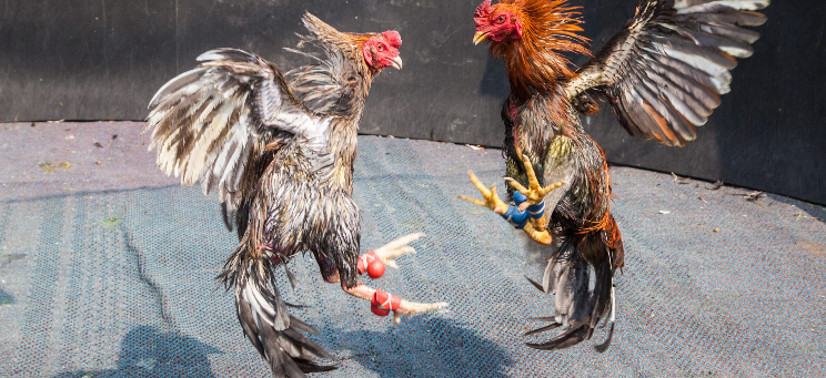 Winning Big in 5-Cock and 7-Cock