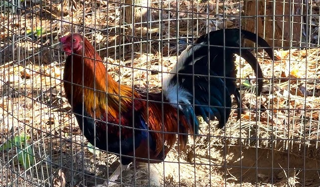 Best Feeds and Supplements for Gamefowls