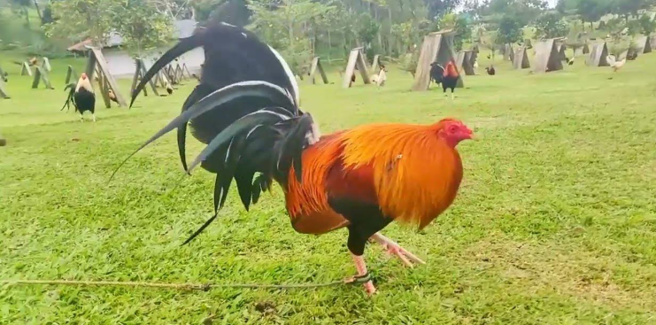 Highest-Earning Gamefowl Farms
