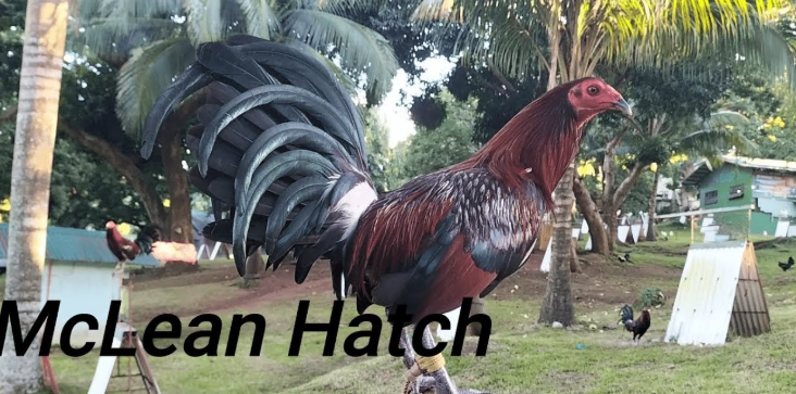 Highest-Earning Gamefowl Farms
