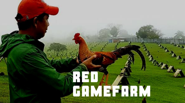 Highest-Earning Gamefowl Farms