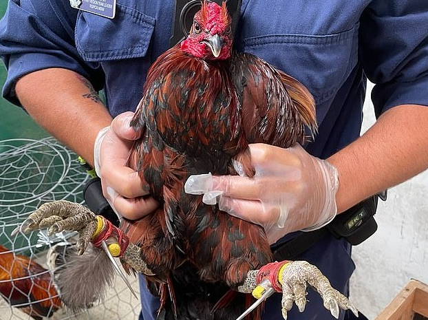Winning Big in 5-Cock and 7-Cock