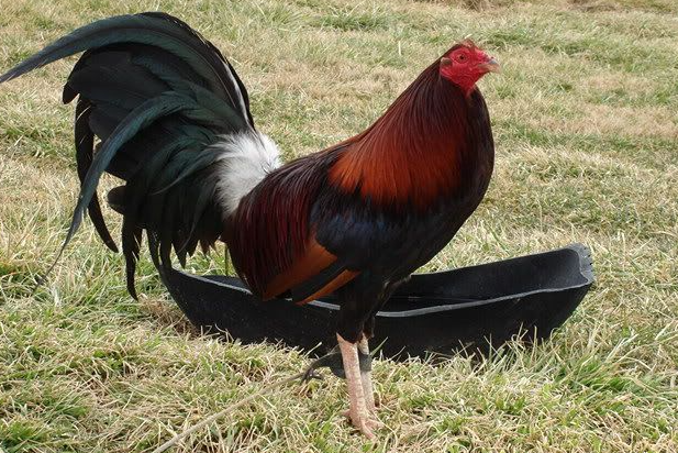 Legendary Gamefowl Bloodlines