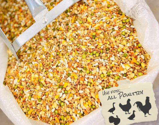 Best Feeds and Supplements for Gamefowls