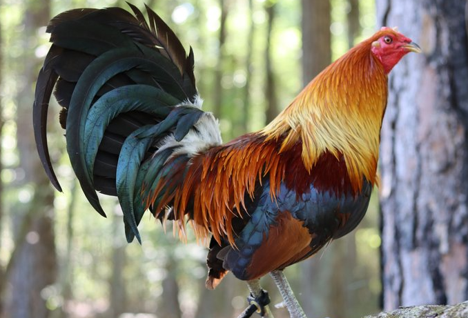 Legendary Gamefowl Bloodlines