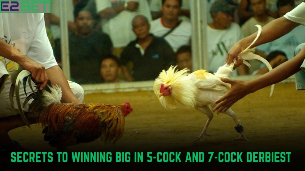 Winning Big in 5-Cock and 7-Cock Derbies