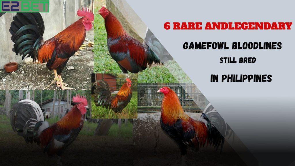 Legendary Gamefowl Bloodlines