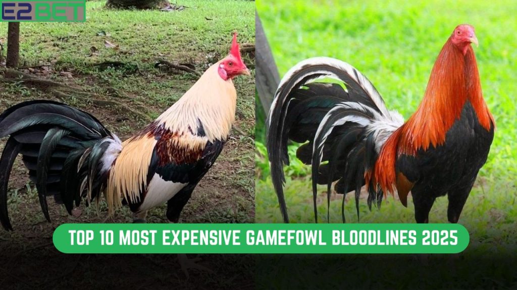 Most Expensive Gamefowl Bloodlines