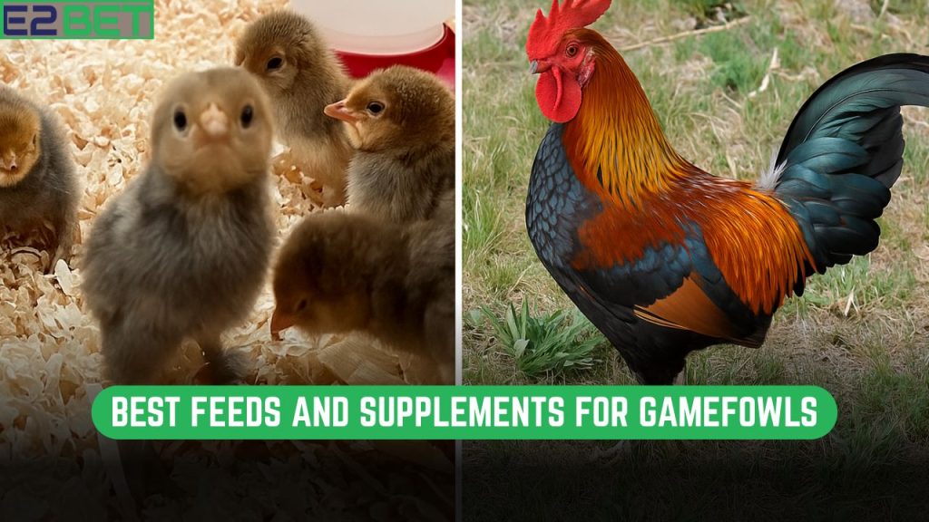 Best Feeds and Supplements for Gamefowls