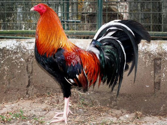 Legendary Gamefowl Bloodlines