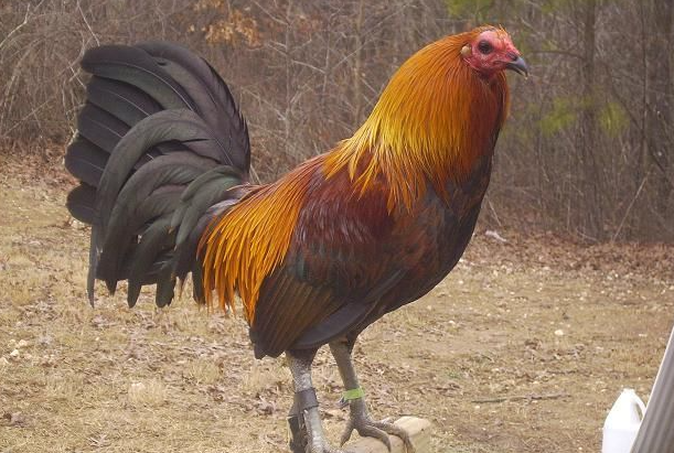 Legendary Gamefowl Bloodlines