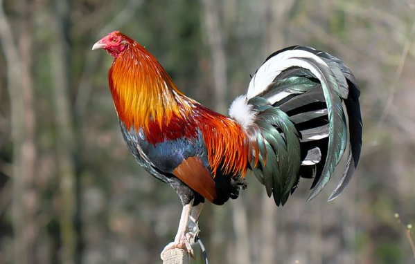 Legendary Gamefowl Bloodlines