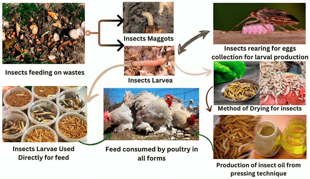 Best Feeds and Supplements for Gamefowls