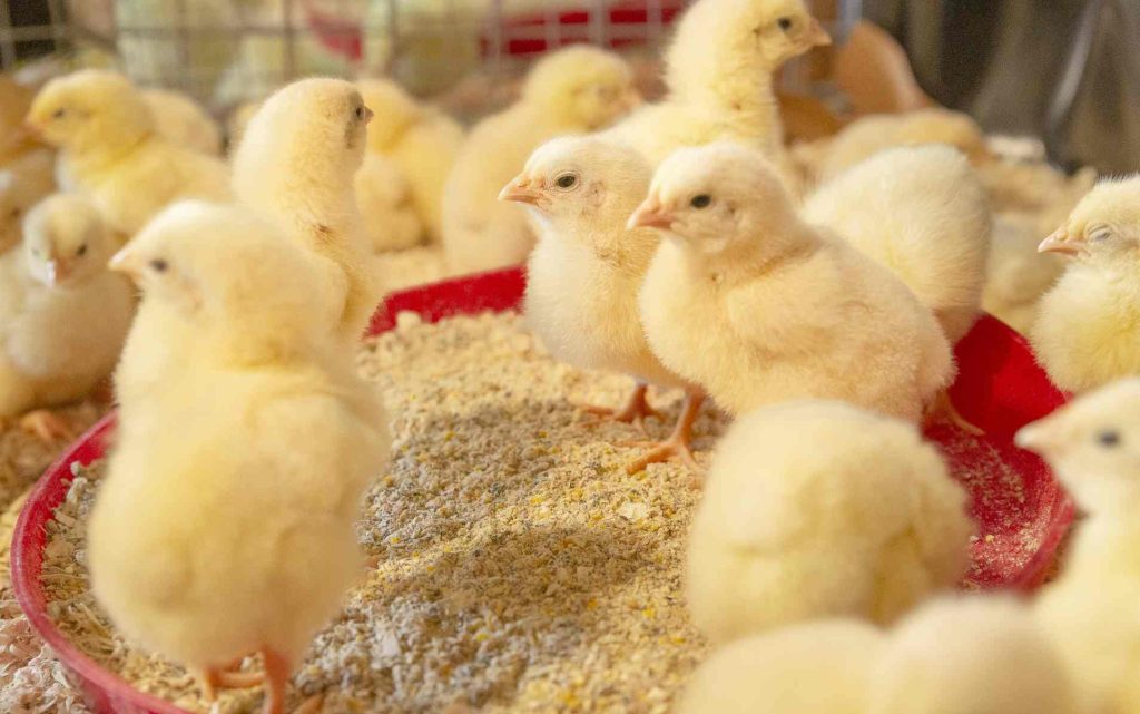 Best Feeds and Supplements for Gamefowls