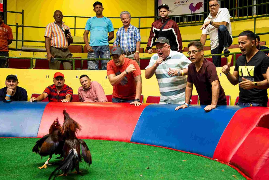International Sabong Events